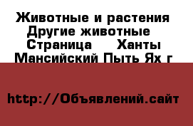 Животные и растения Другие животные - Страница 3 . Ханты-Мансийский,Пыть-Ях г.